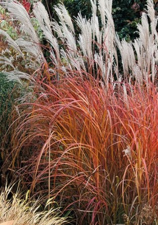 MISCANTHUS sinensis Ghana